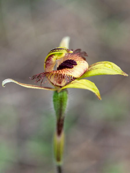 Dancing Spider Orchid by Paul Amyes on 500px.com