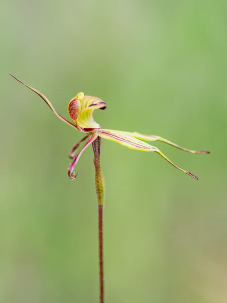 Purple-veined Spider Orchid by Paul Amyes on 500px.com
