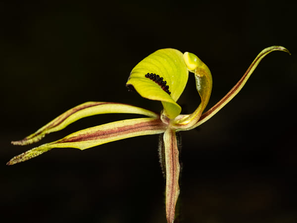 Clown Orchid by Paul Amyes on 500px.com