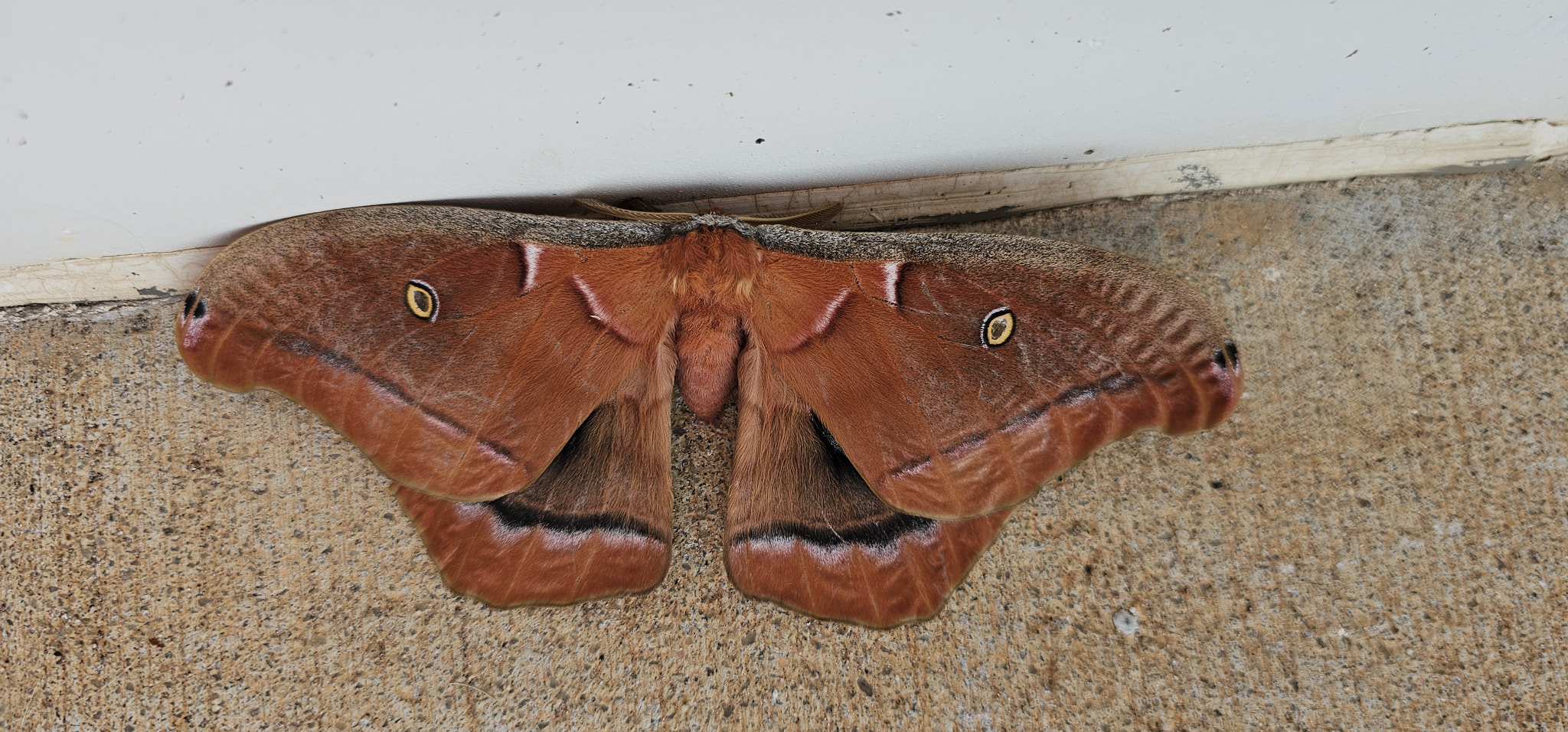 Close-up of Polyphemus moth