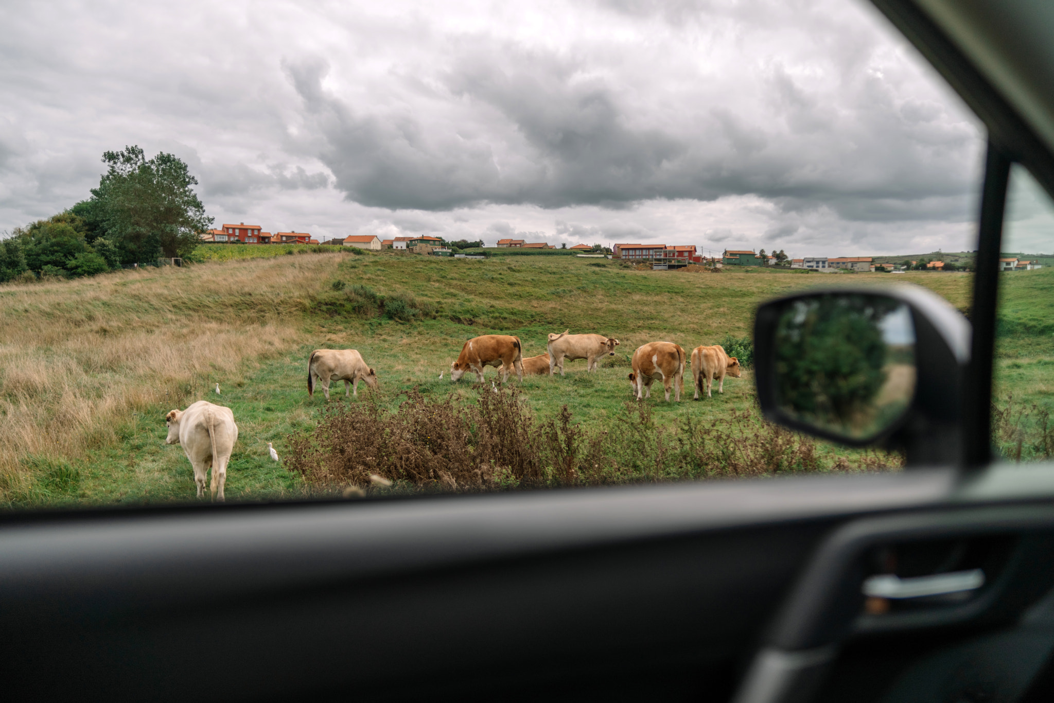 Wild cows near a car in the country road