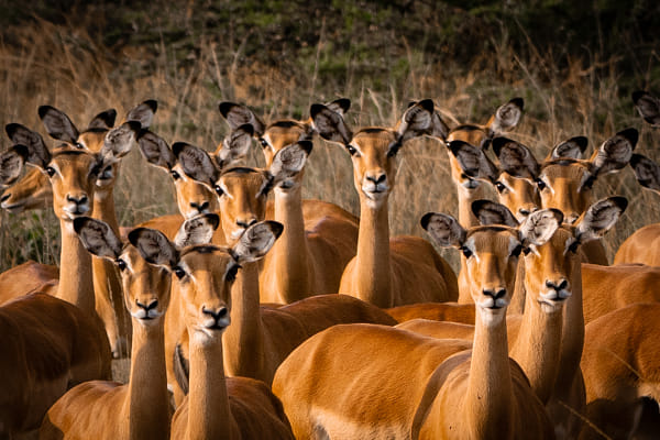 Impalas