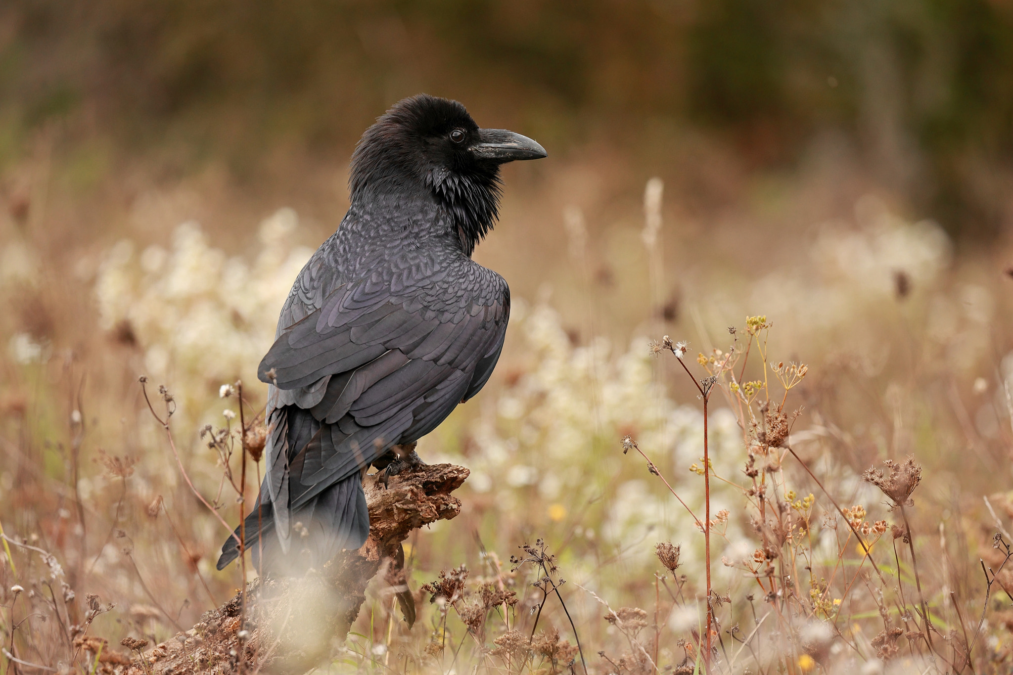 Corvus corax - Close-up of bird perching on field