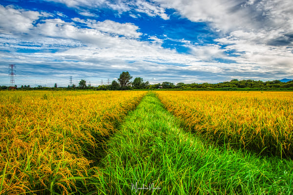 Rice field by Masahiro Narita / 500px