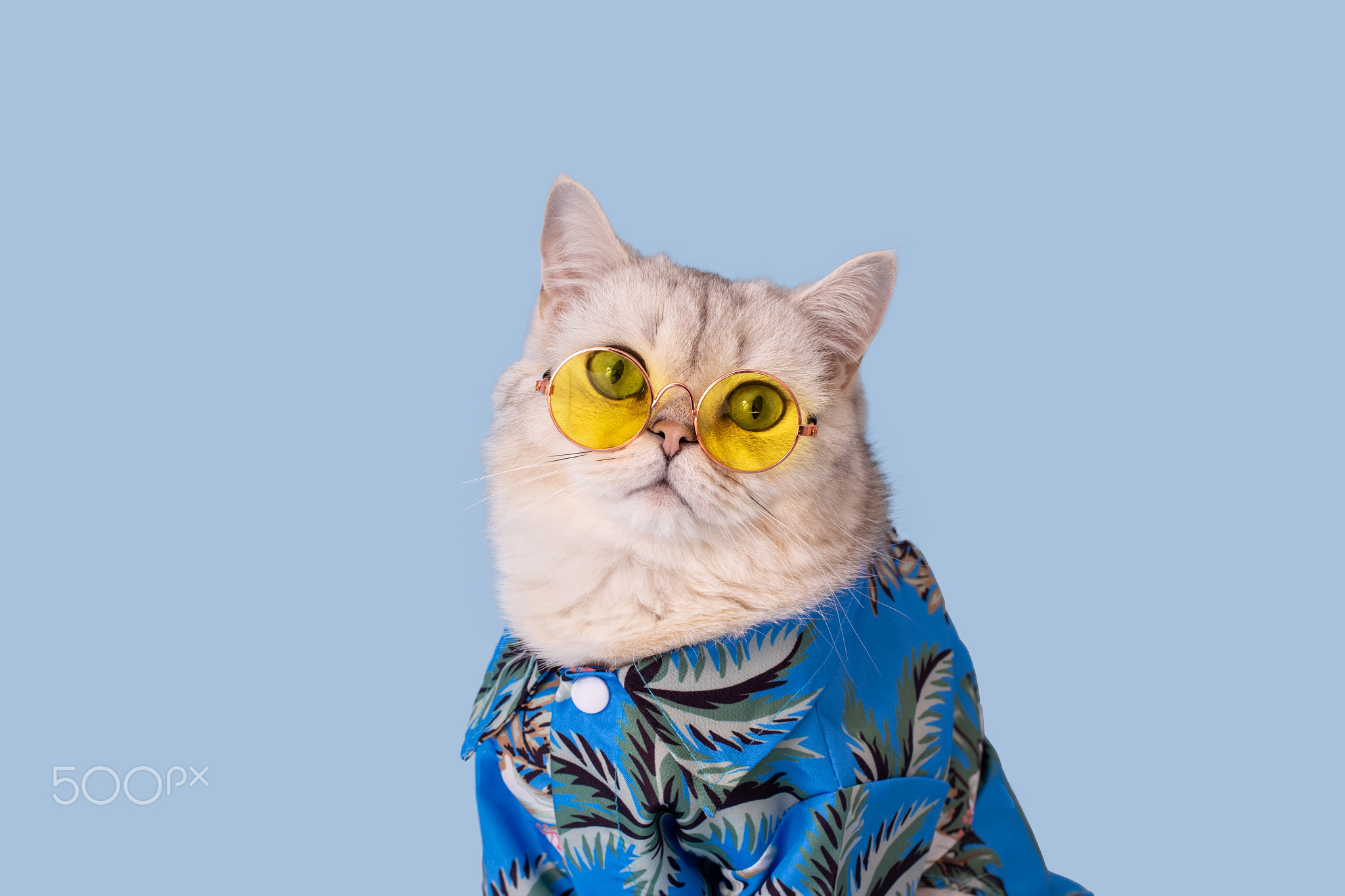 Portrait of white cat in a blue shirt and yellow eyeglasses sitting on blue background