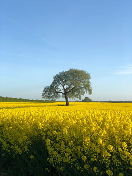 Scenic view of oilseed rape field against sky by Wilson Almeida on 500px.com