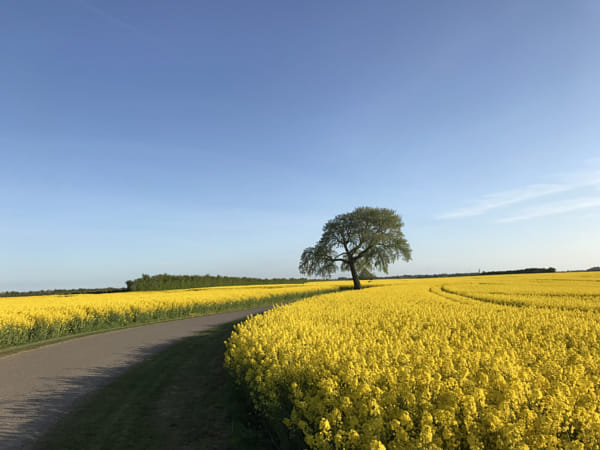 Scenic view of oilseed rape field against sky by Wilson Almeida on 500px.com