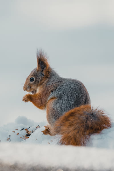 Squirrel  by Thomas L on 500px.com