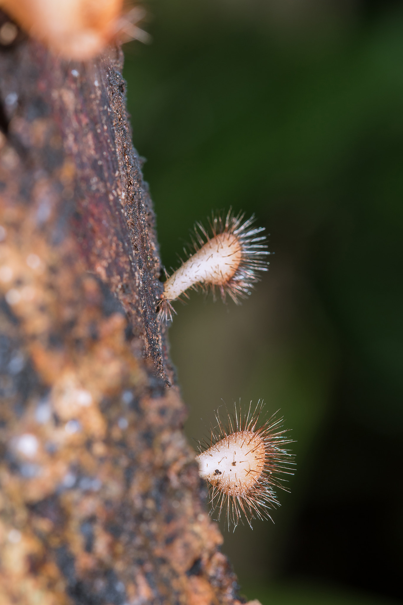 Cookeina sulcipes on dried logs