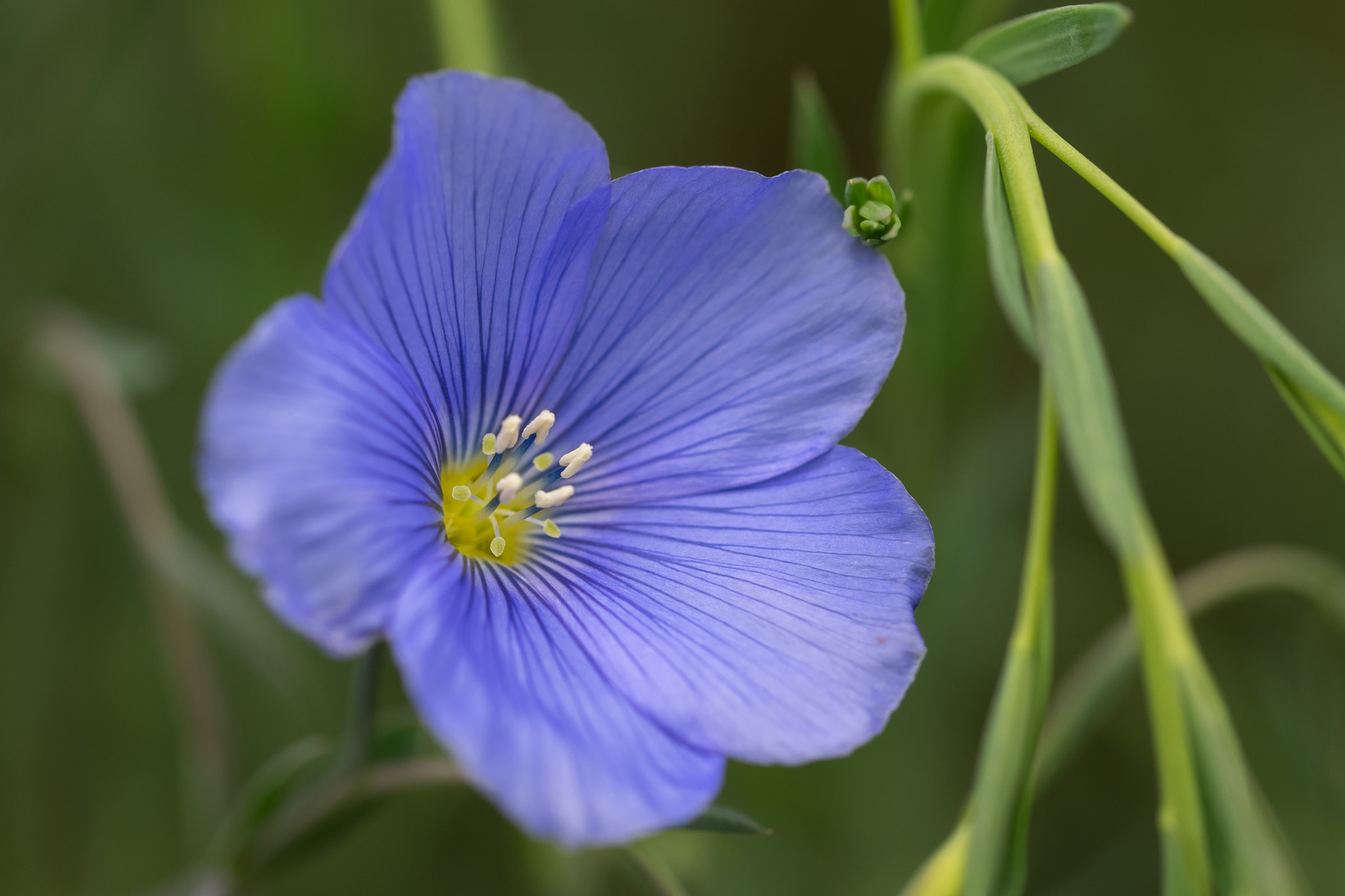 Flax / Lein (Linum)
