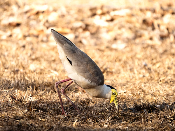 East Point Reserve by Paul Amyes on 500px.com