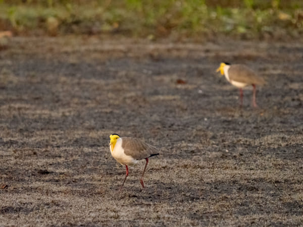 Knuckey Lagoons Conservation Reserve by Paul Amyes on 500px.com