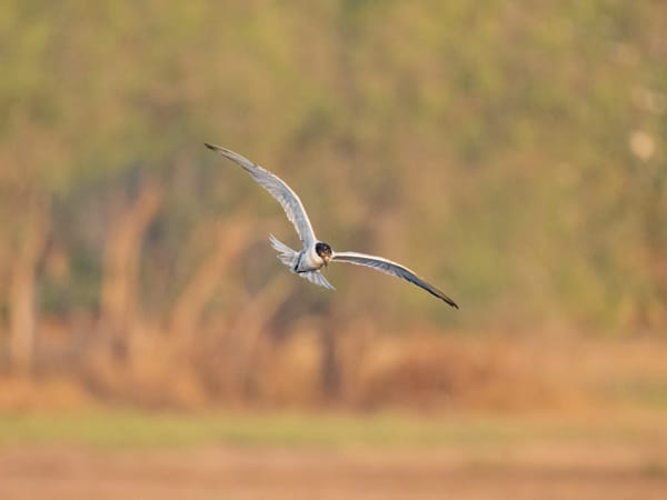 Knuckey Lagoons Conservation Reserve by Paul Amyes on 500px.com