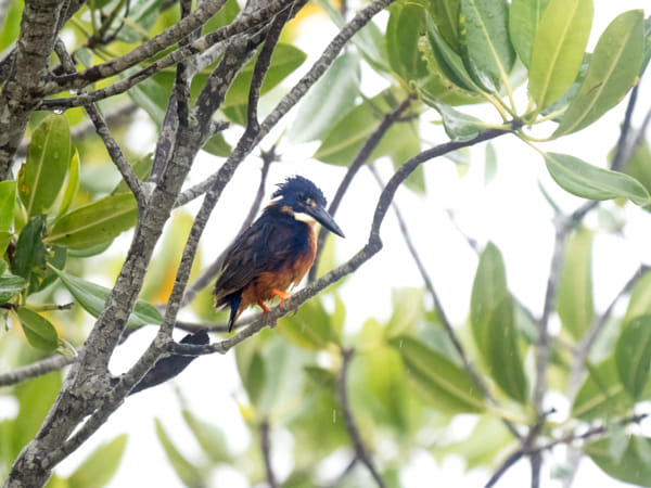 Casuarina Coastal Reserve by Paul Amyes on 500px.com