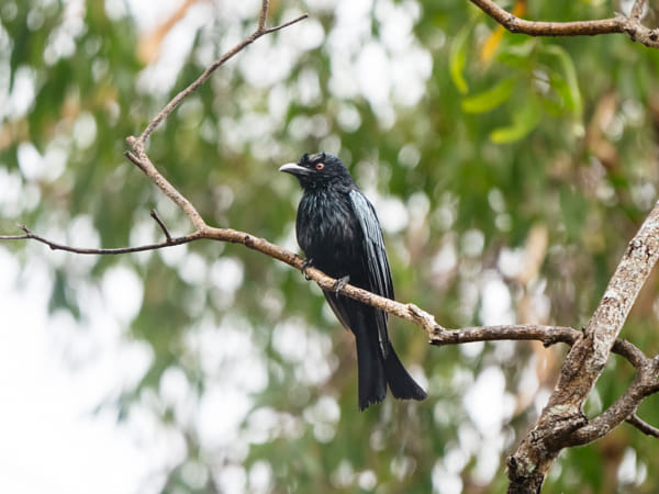Casuarina Coastal Reserve by Paul Amyes on 500px.com