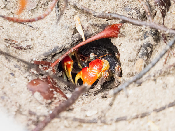 Casuarina Coastal Reserve by Paul Amyes on 500px.com