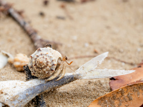 Casuarina Coastal Reserve by Paul Amyes on 500px.com