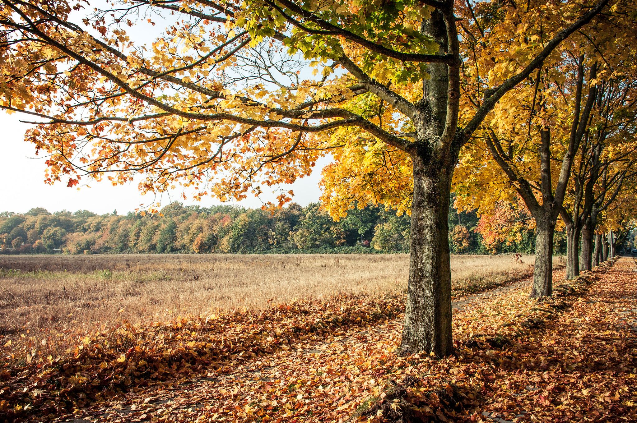 Hanau - Autumn