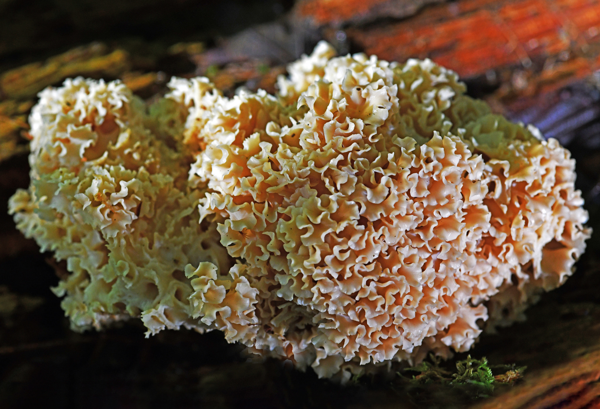 Close-up of mushrooms growing on tree trunk