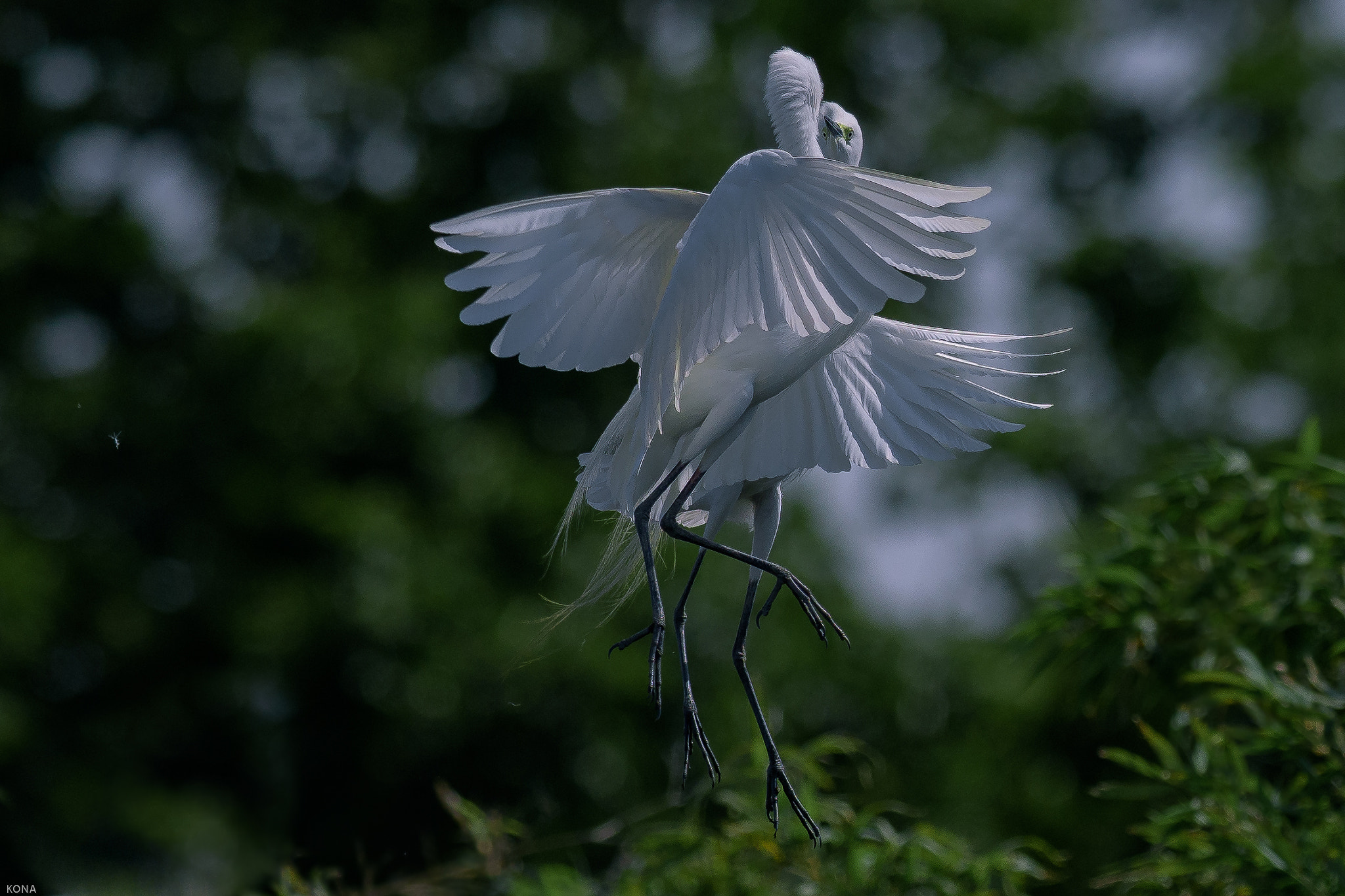Nikon AF-S Nikkor 400mm F2.8G ED VR II sample photo. Sagi photography