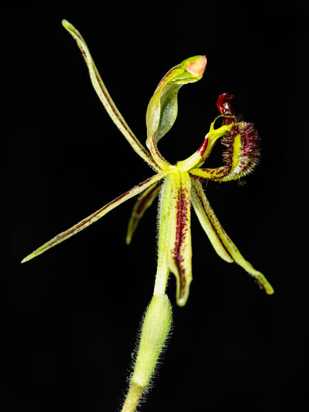 Common Dragon Orchid by Paul Amyes on 500px.com