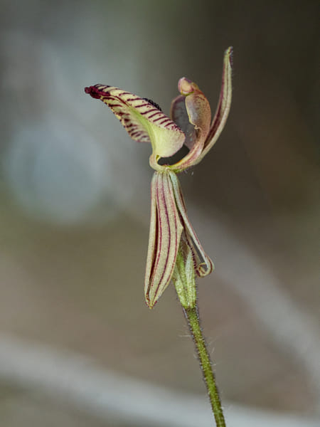 Zebra Orchid by Paul Amyes on 500px.com