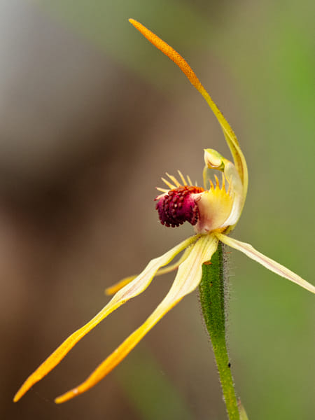 Clubbed Spider Orchid by Paul Amyes on 500px.com