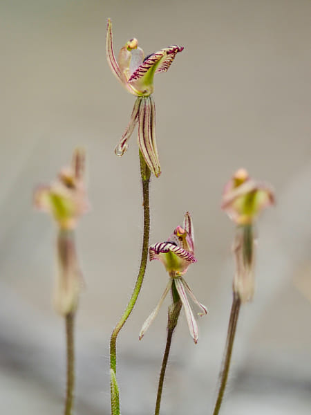Zebra Orchid by Paul Amyes on 500px.com