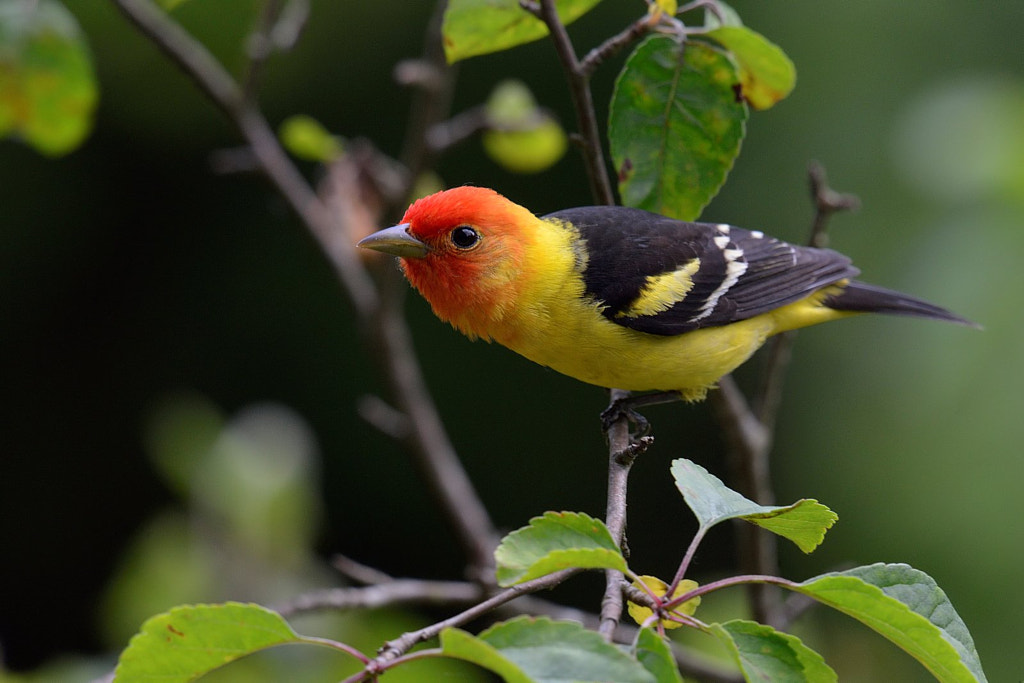 Western Tanager Red Breasted Birds: A Guide to the Most Colorful birds