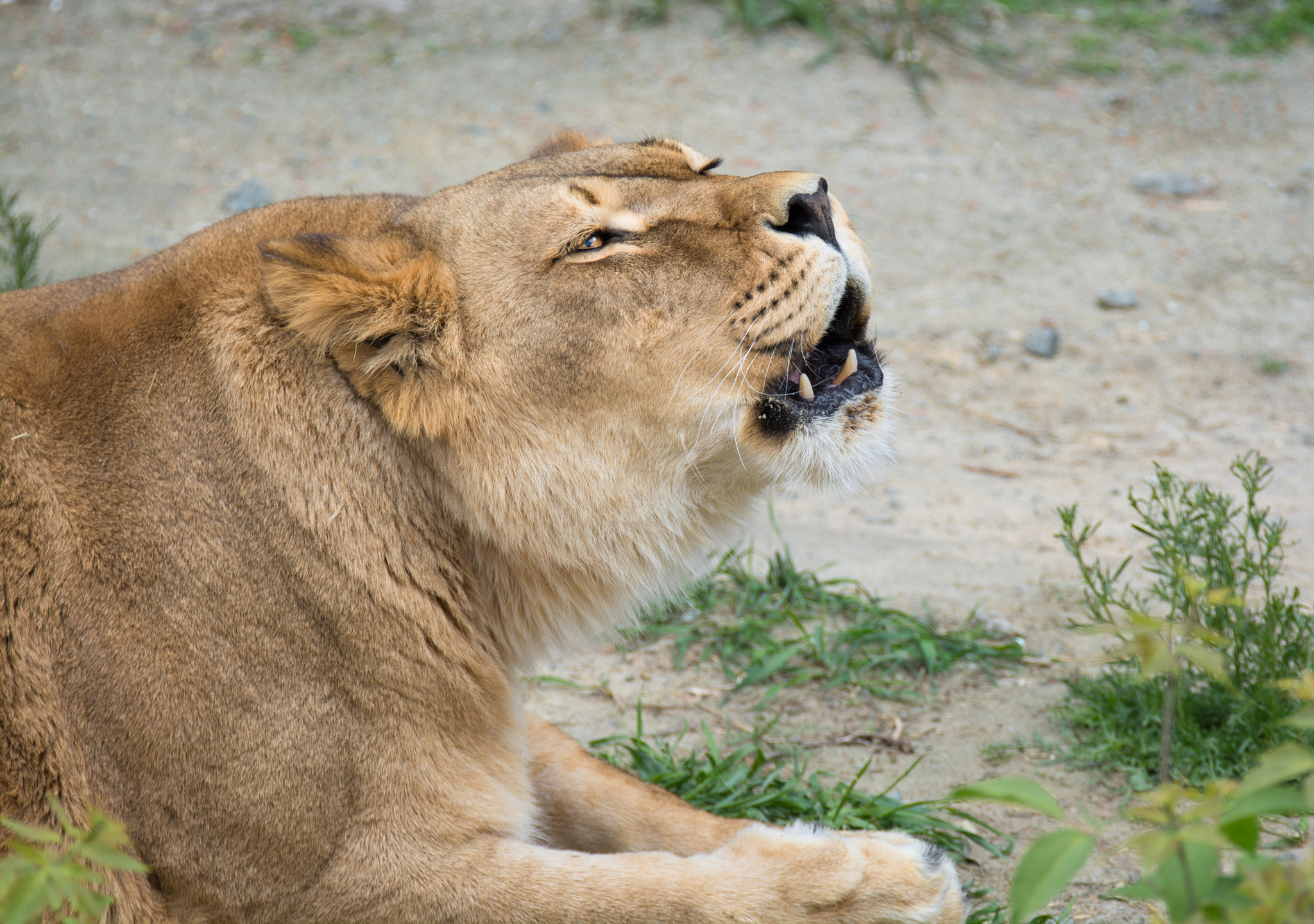 snarling lioness