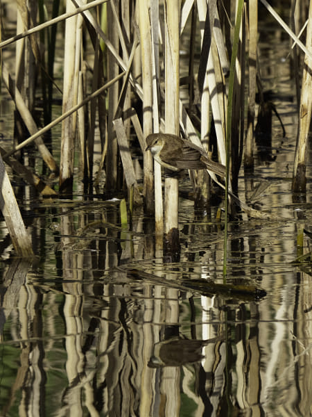 Koordji-koordji by Paul Amyes on 500px.com