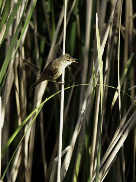 Koordji-koordji by Paul Amyes on 500px.com