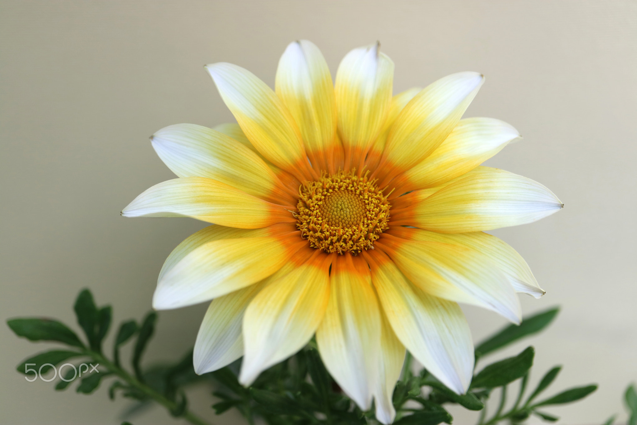 Gazania With White, Yellow And Orange Petals by Snezana Petrovic / 500px