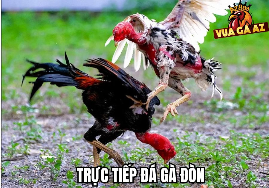 Đá Gà Truyền Thống