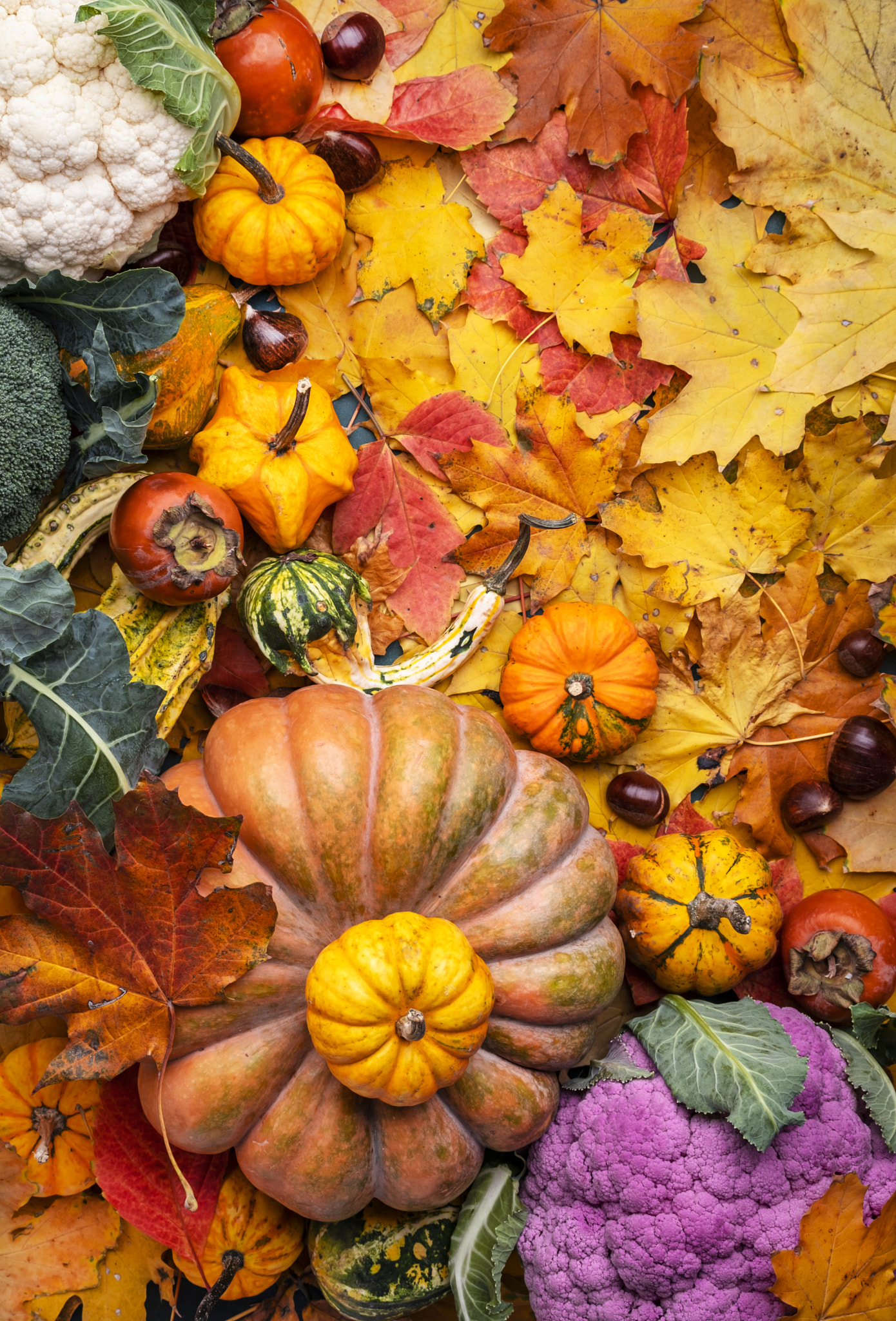 Autumn harvest and shopping: pumpkins, persimmons, cauliflower, chestnuts on background of fallen ma