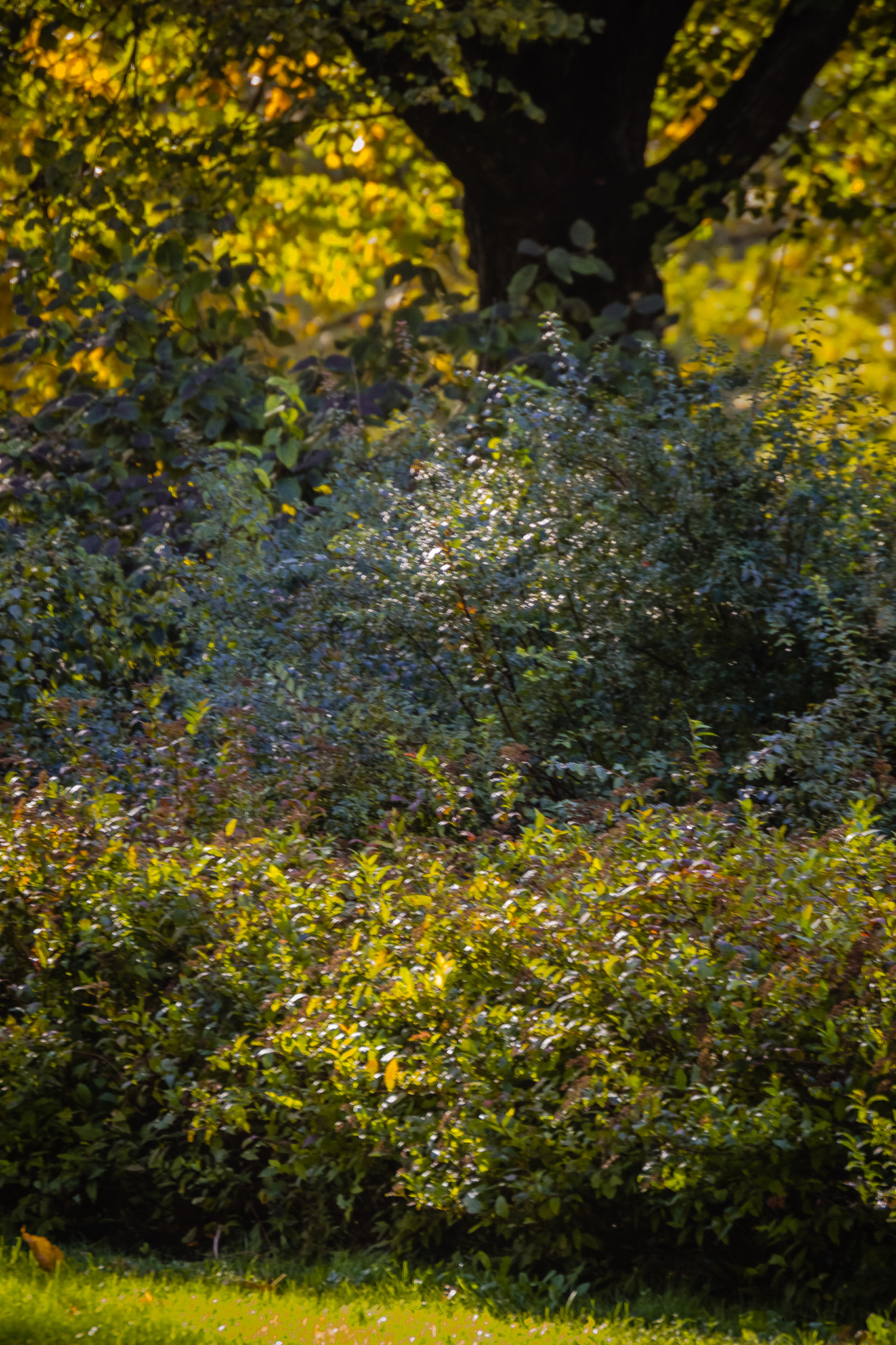 Trees growing in forest
