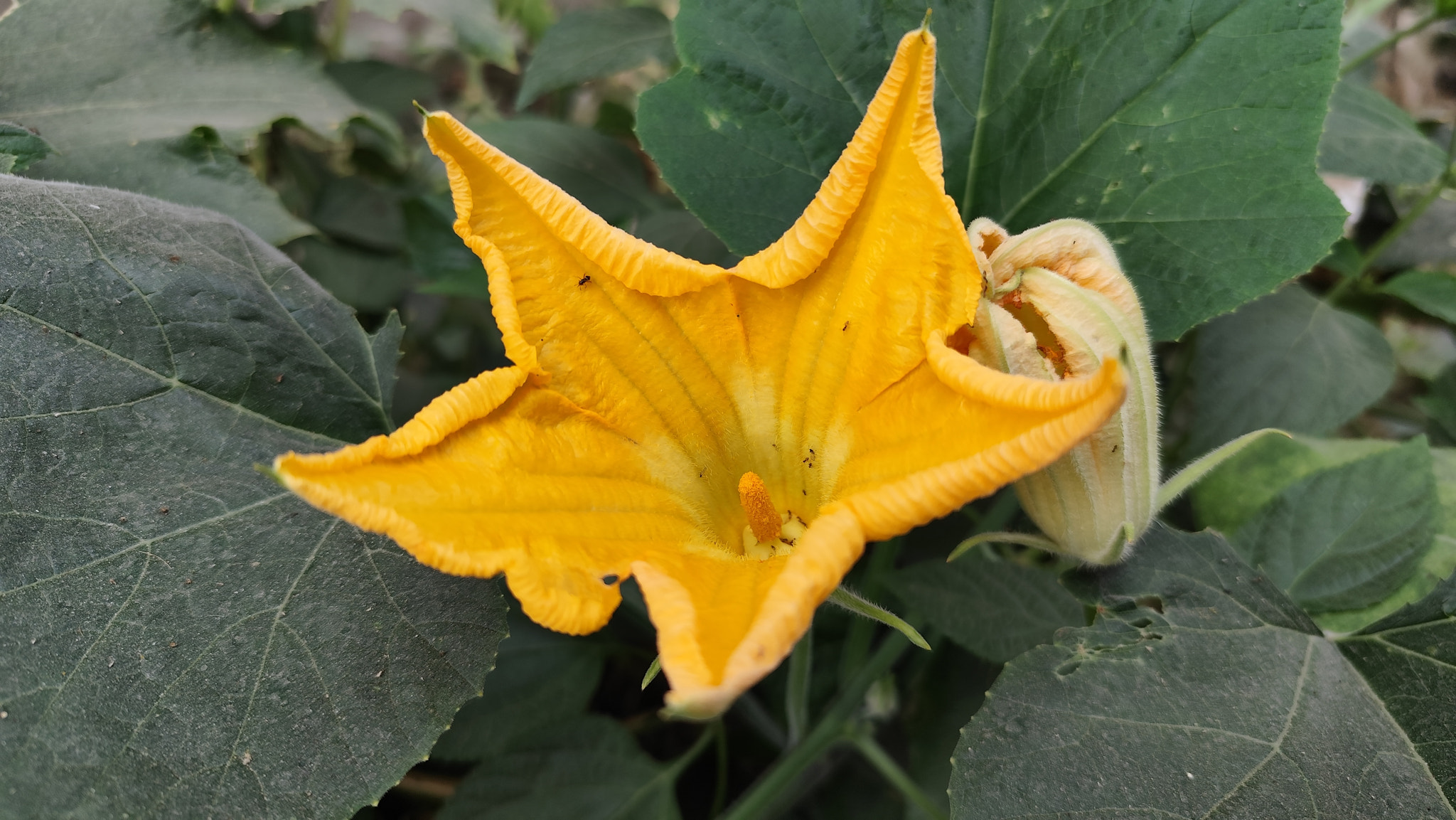 Close-up of male pumpkin flower