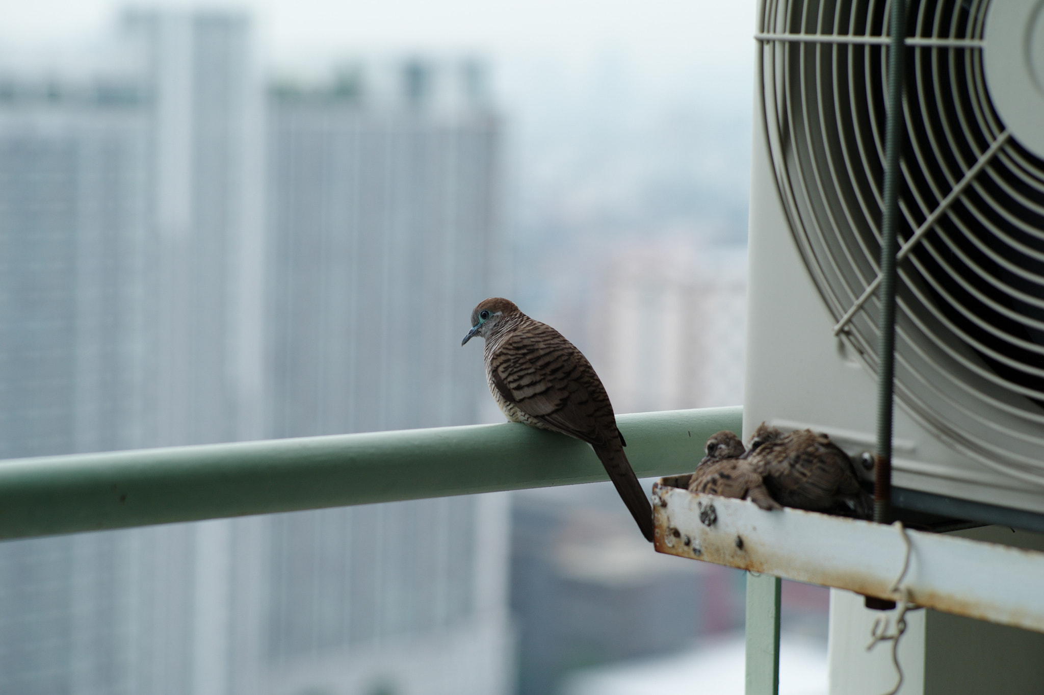 Portrait of mother dove stands on the metal bar at the terrace of condominium with her kids in the n