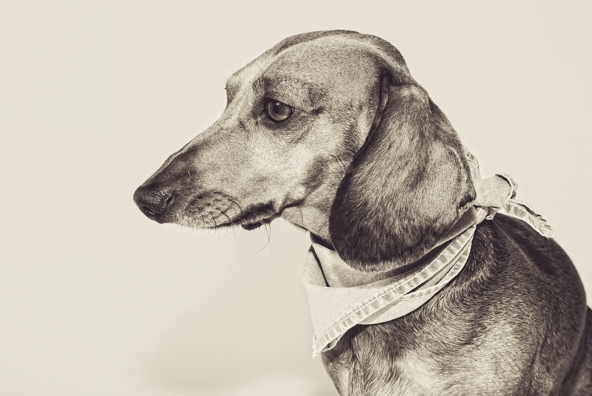 Red dachshund dog with sun glasses or bow tie scarves