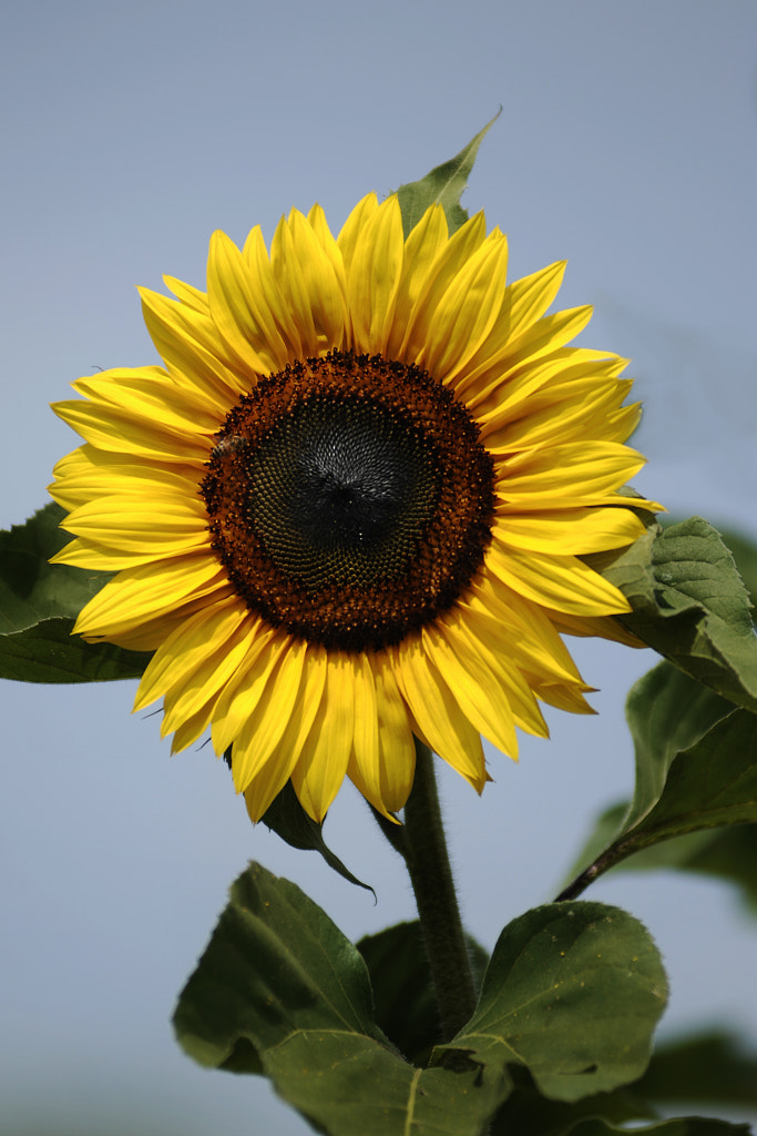 Sunflower With Leaves By Cristobal Garciaferro 500px