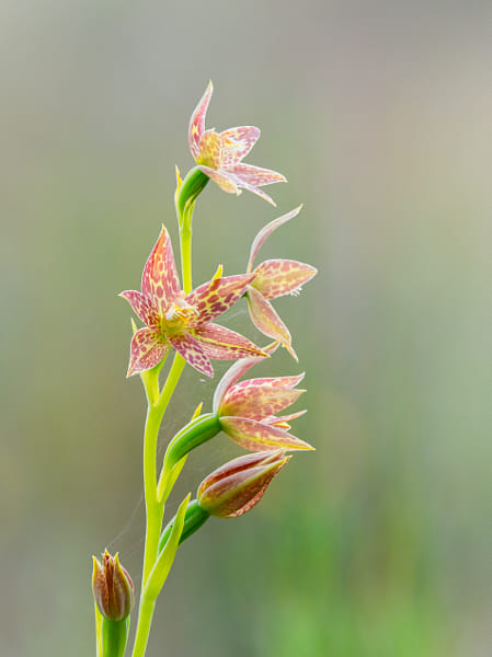 Leopard Orchid by Paul Amyes on 500px.com