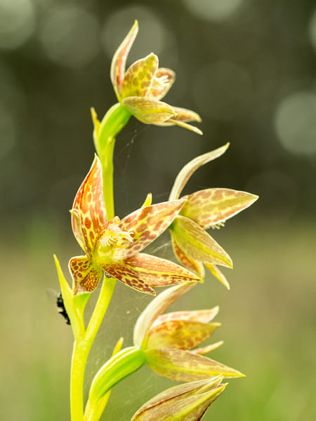 Leopard Orchid by Paul Amyes on 500px.com