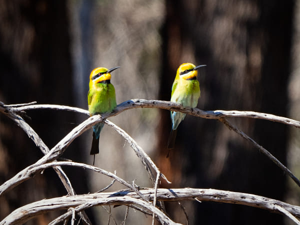Birinbirin by Paul Amyes on 500px.com