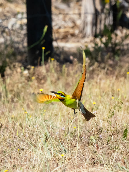 Birinbirin by Paul Amyes on 500px.com