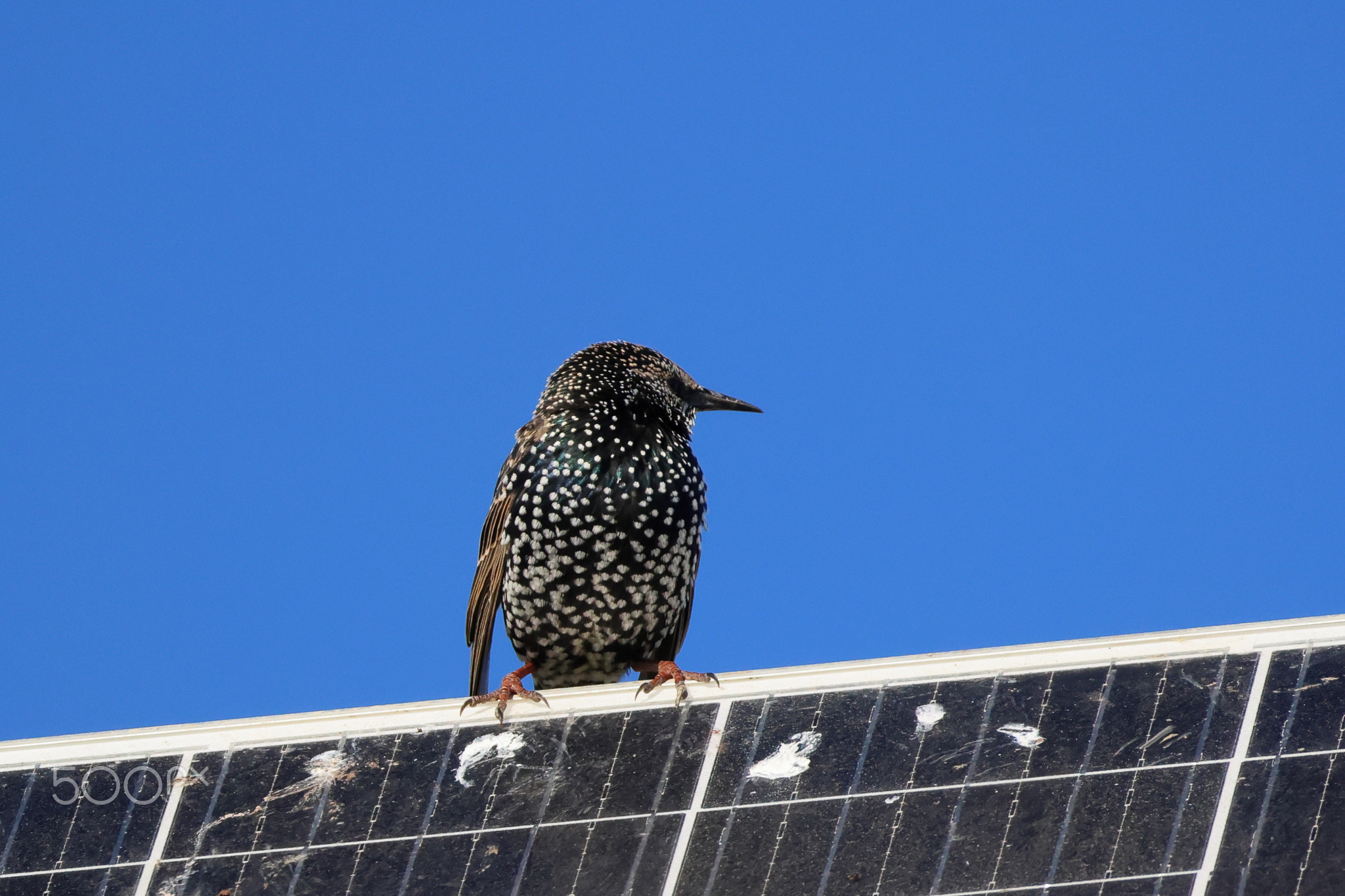 A cute common starling perching on a solar panel
