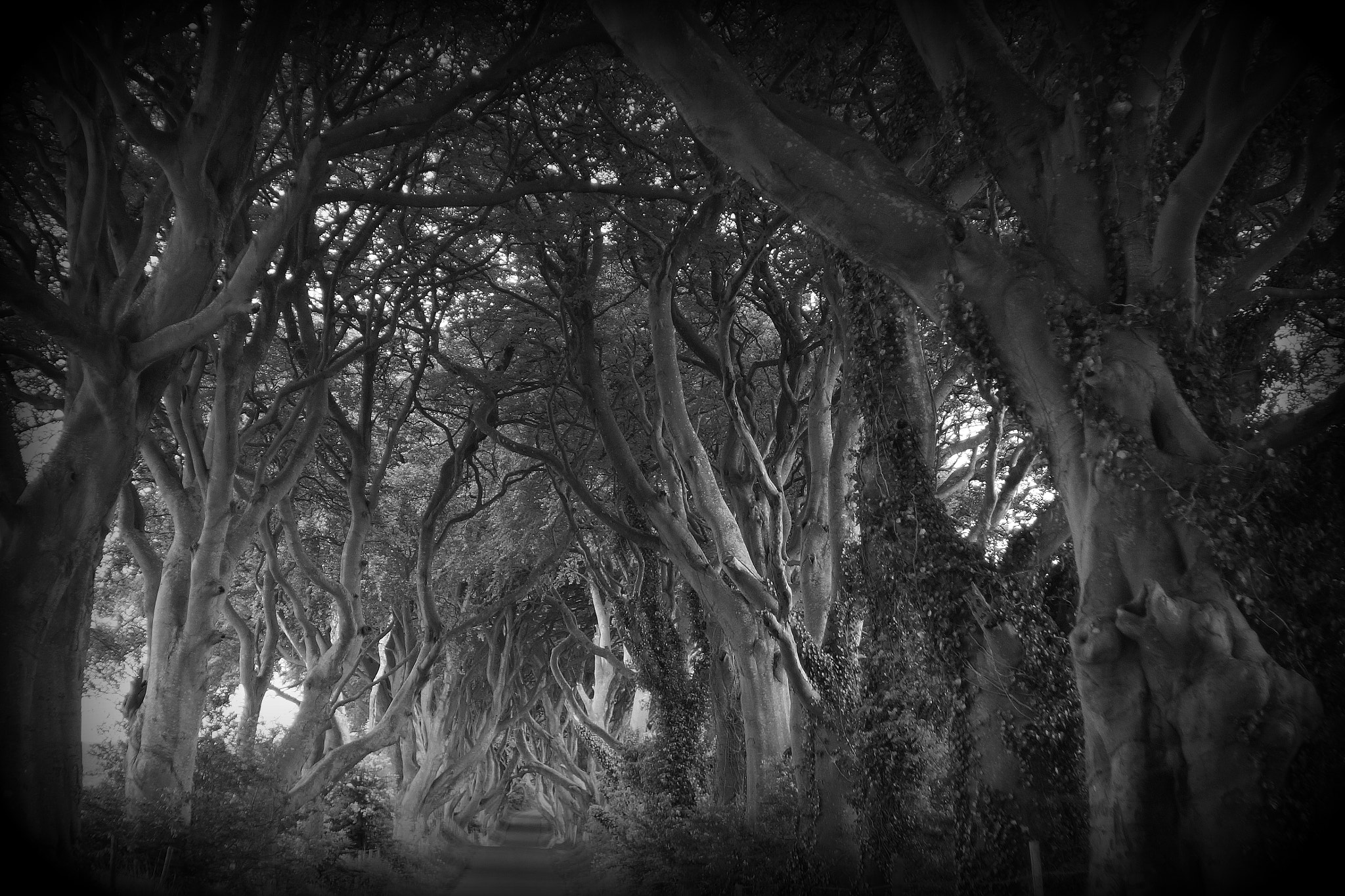 The Game of Thrones, the Dark Hedges.