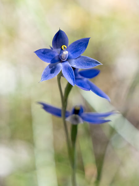 Scented Sun Orchid, by Paul Amyes on 500px.com