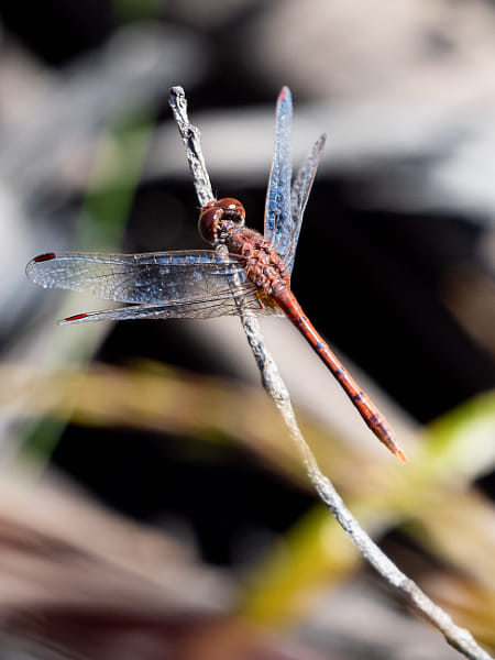 Wandering Percher by Paul Amyes on 500px.com