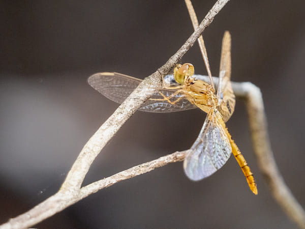 Wandering Percher, by Paul Amyes on 500px.com