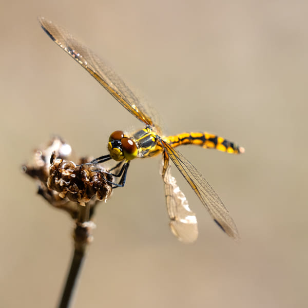 Tau Emerald by Paul Amyes on 500px.com